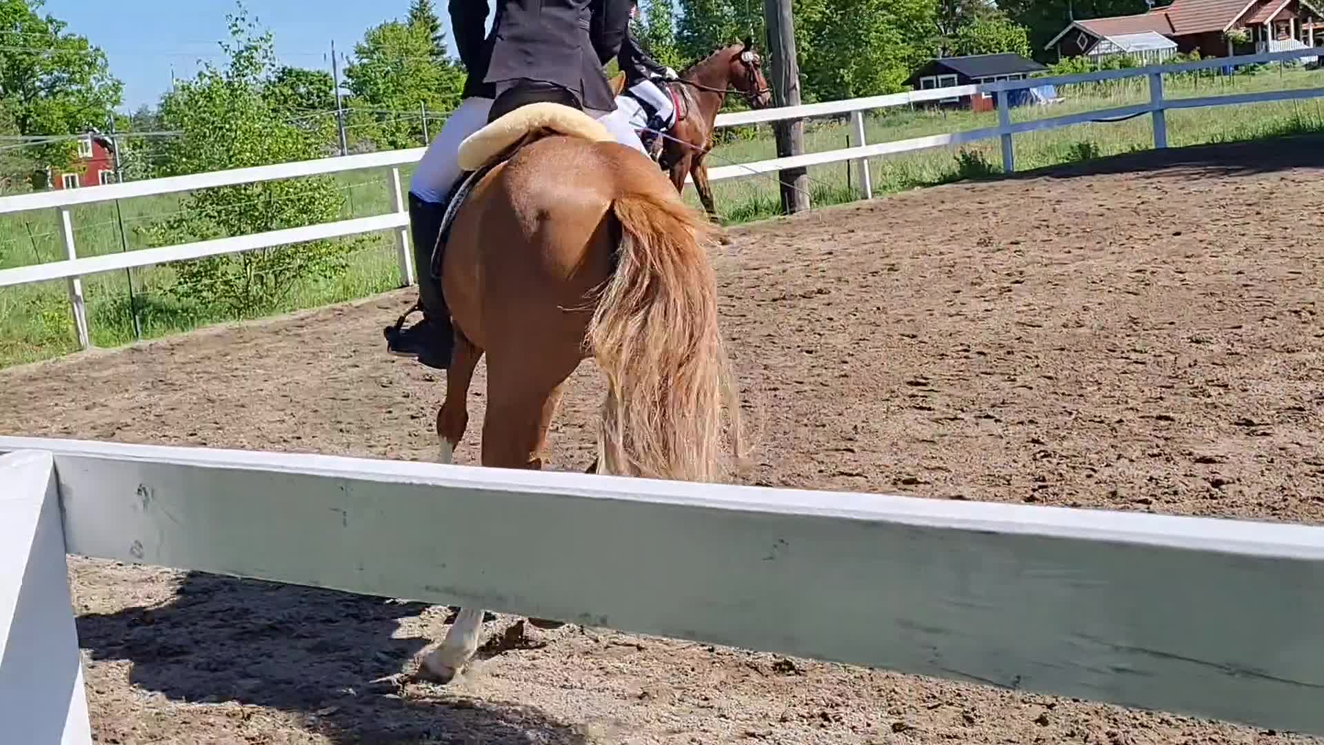Dressyr hästar till salu: Kvalitetsponny- rolig att rida varje dag - Video 1