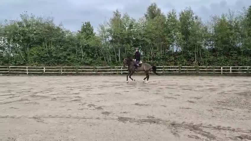 Hoppning hästar till salu: Schoolmaster - Video 2
