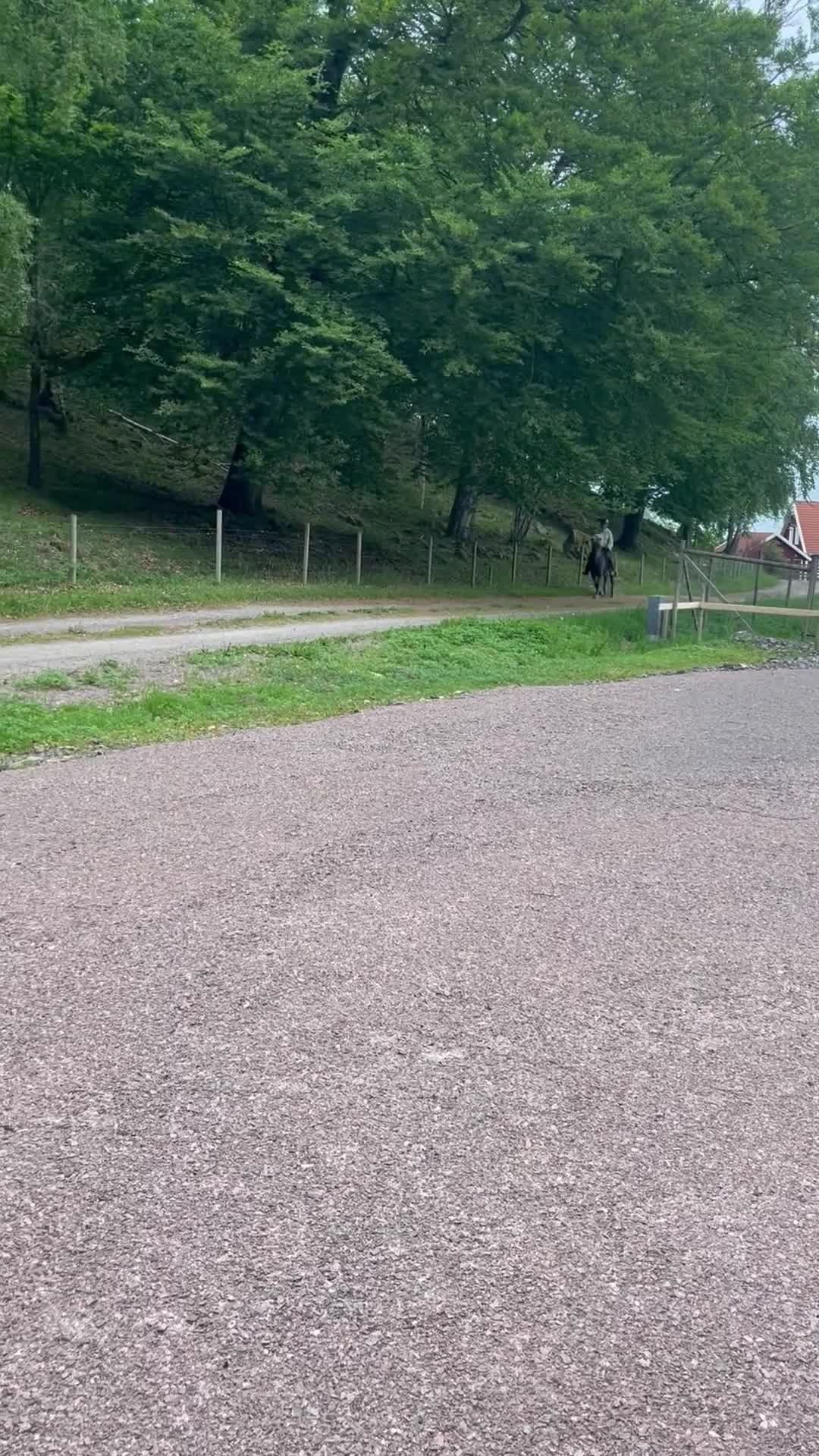 Island hästar till salu: Femgångshäst  i Båstad - Video 3