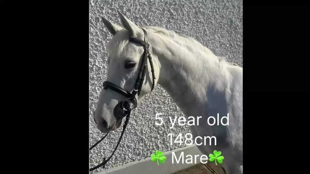 Hoppning hästar till salu: Attyrory Horses i Vrigstad - Video 4