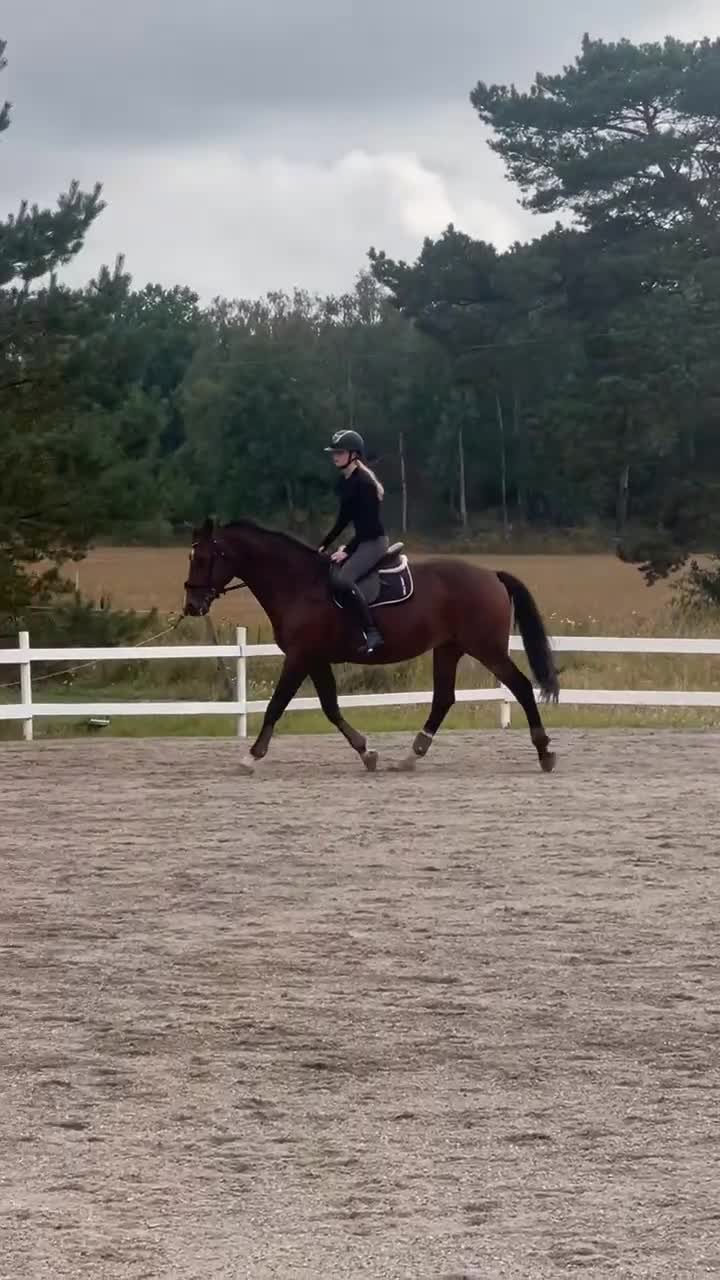 Allround hästar sökes: Häst sökes eller långtids foderhäst  - Video 4
