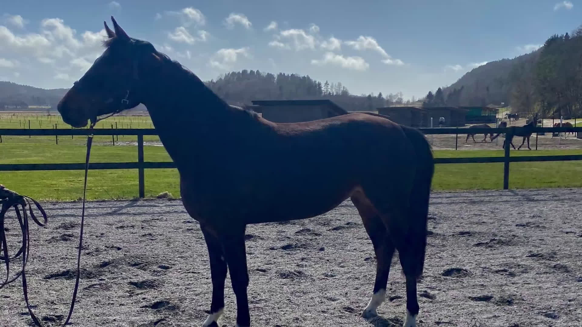 Hoppning hästar till salu: 🌟 All Star 5 x meriterande mor - lovande unghäst - Video 2