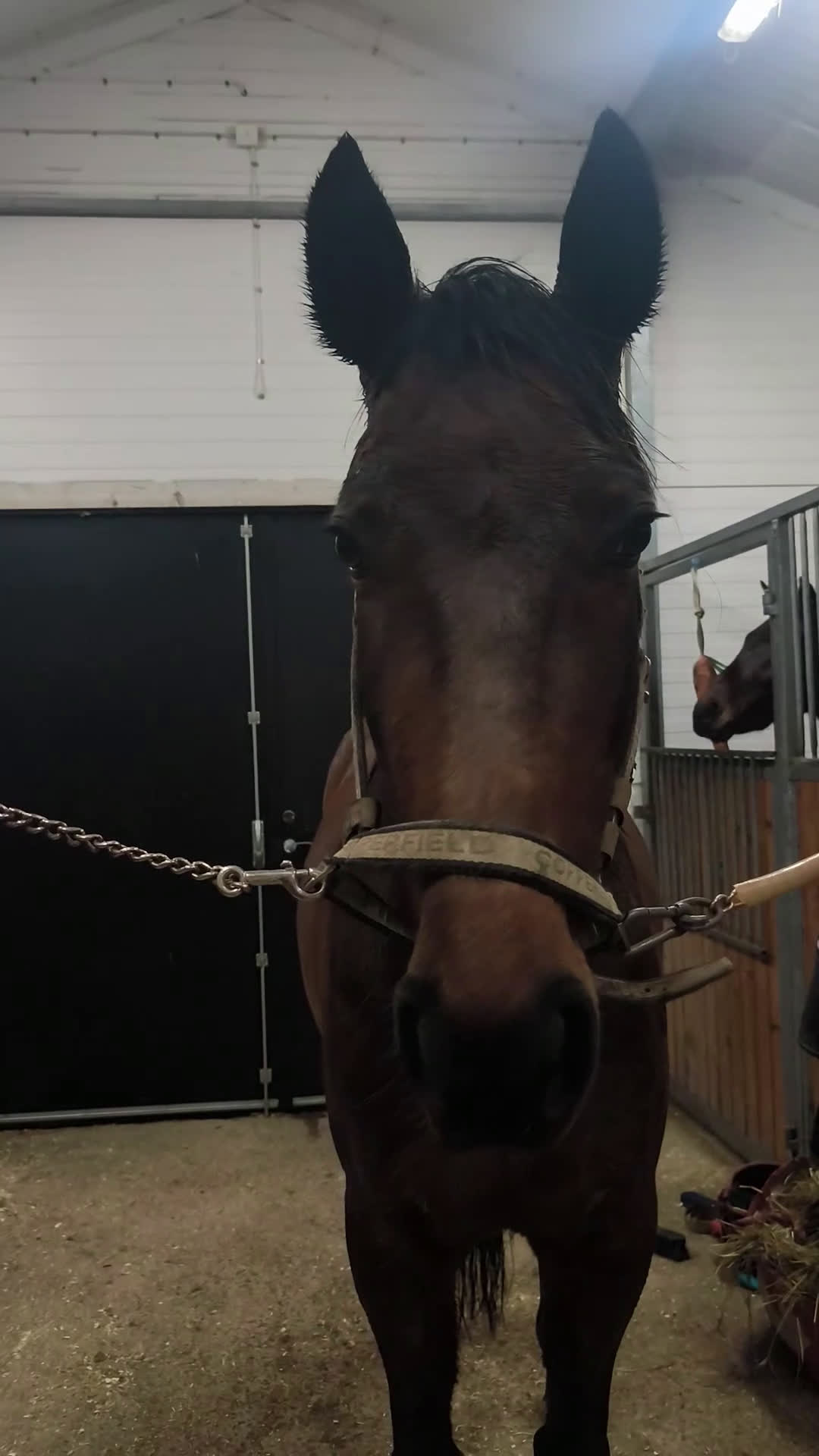 Sällskap hästar till salu: Sällskaps häst  i Sexdrega - Video 1