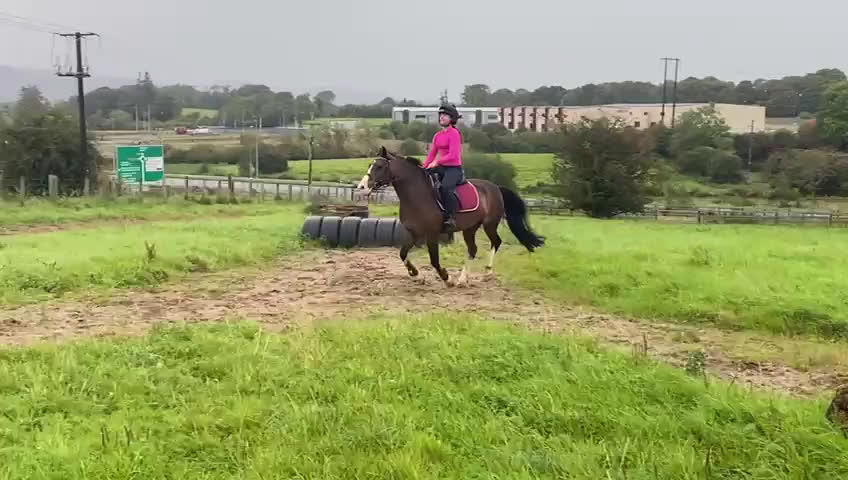 Hoppning hästar till salu: Welsh gelding 140cm i Ljungby - Video 2