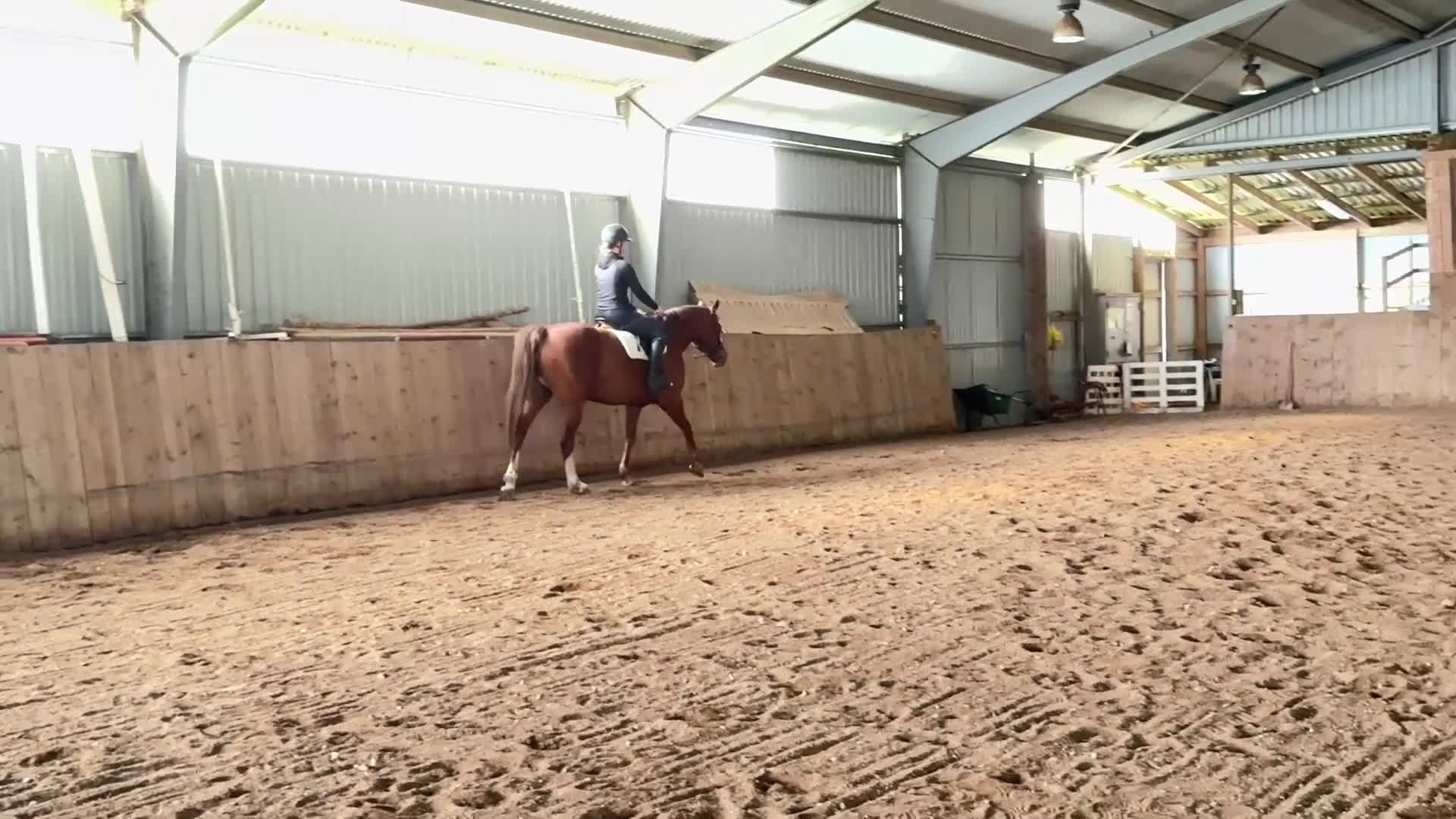 Allround hästar till salu: Fint sto söker nytt hem - Video 5