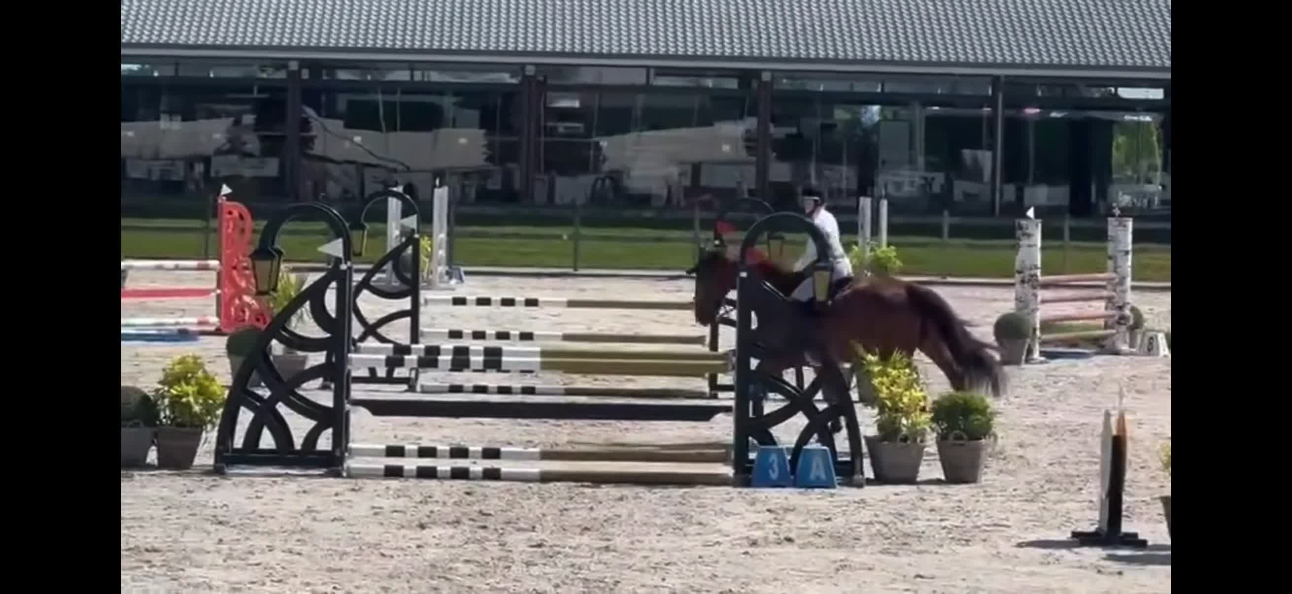 Hoppning hästar till salu: Läromästare 🐴 - Video 2