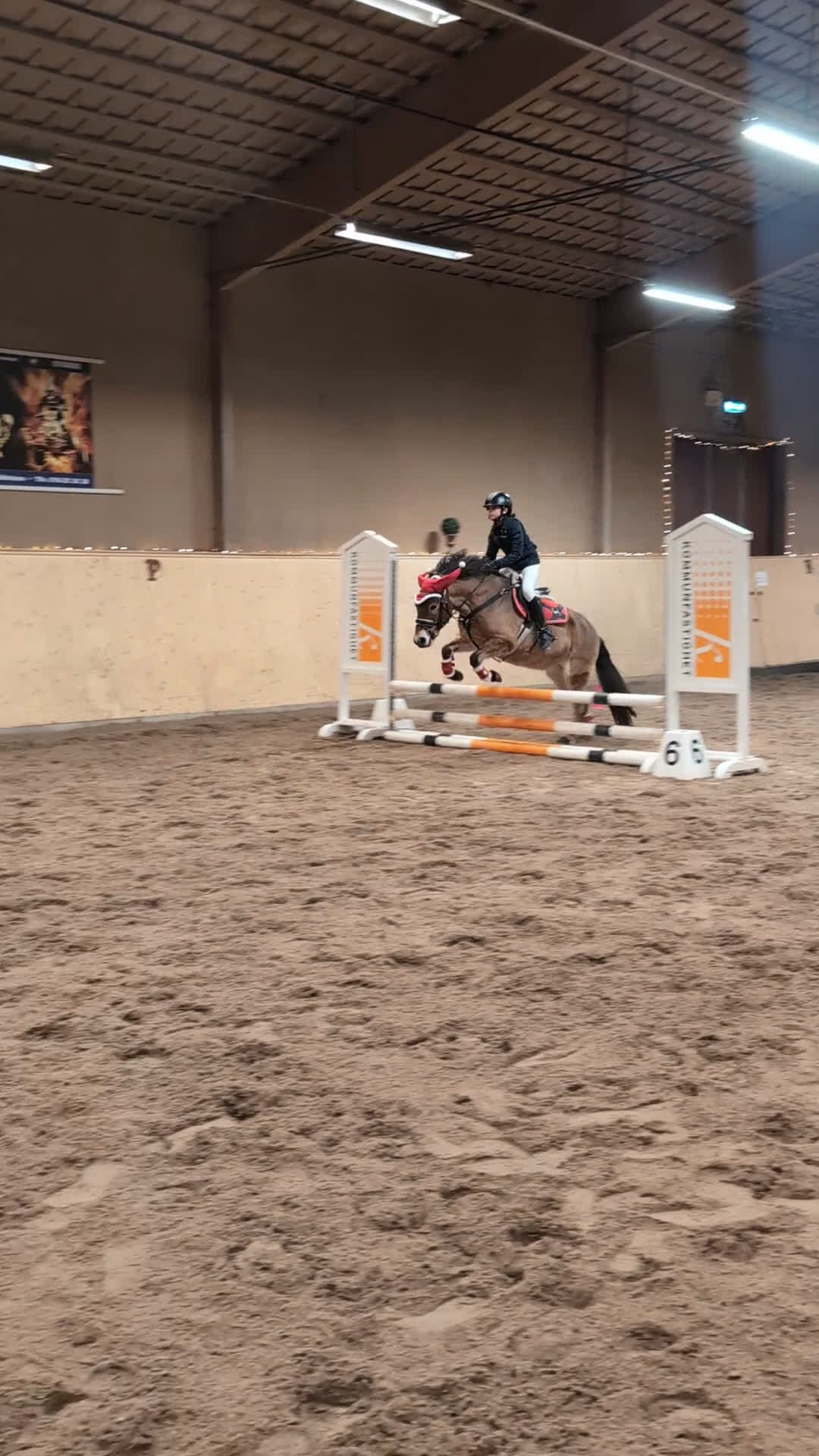 Allround hästar till salu: En ponny UTAN rävar bakom öronen  i Torshälla - Video 1