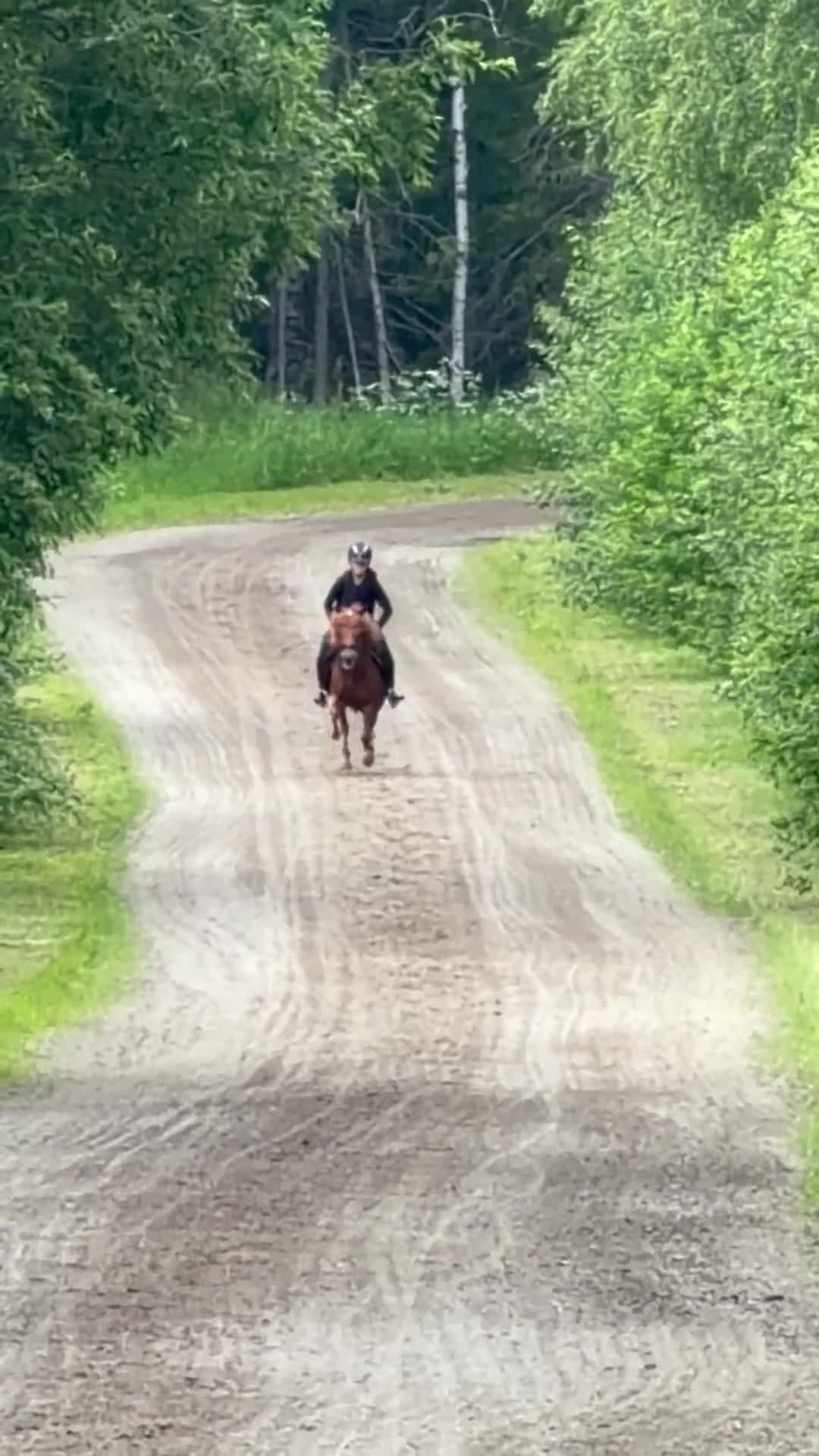 Allround hästar till salu: Läromästare söker ny ryttare/ kusk - Video 1
