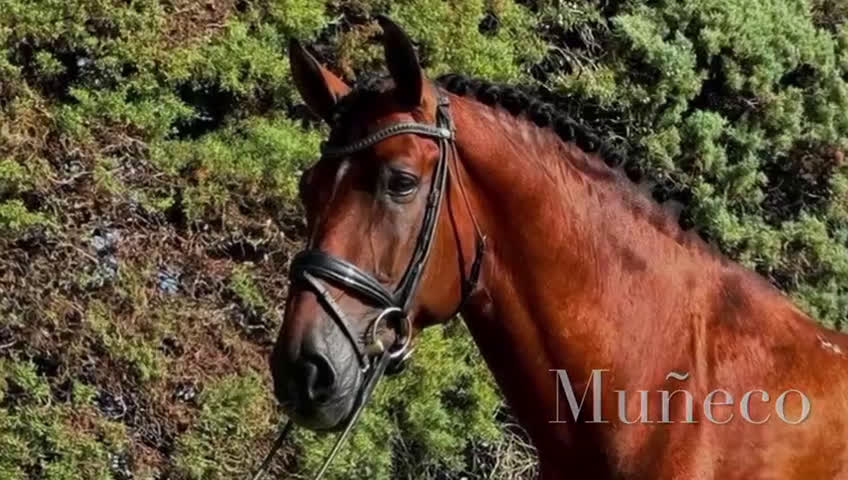 Dressyr hästar till salu: 9 årig CDE - Video 1