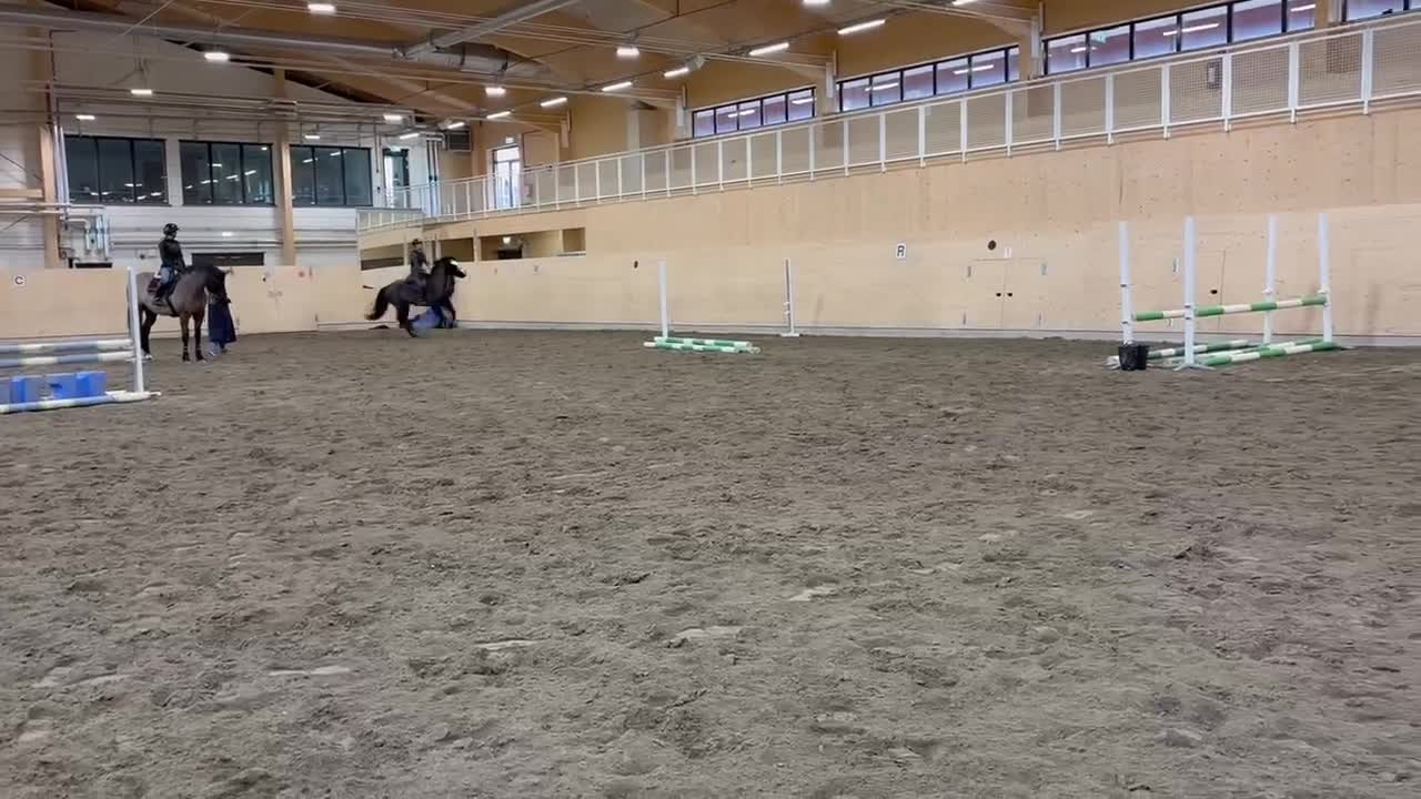 Allround hästar till salu: Fin kallblodstravare söker nytt hem🌟 i Boden - Video 5