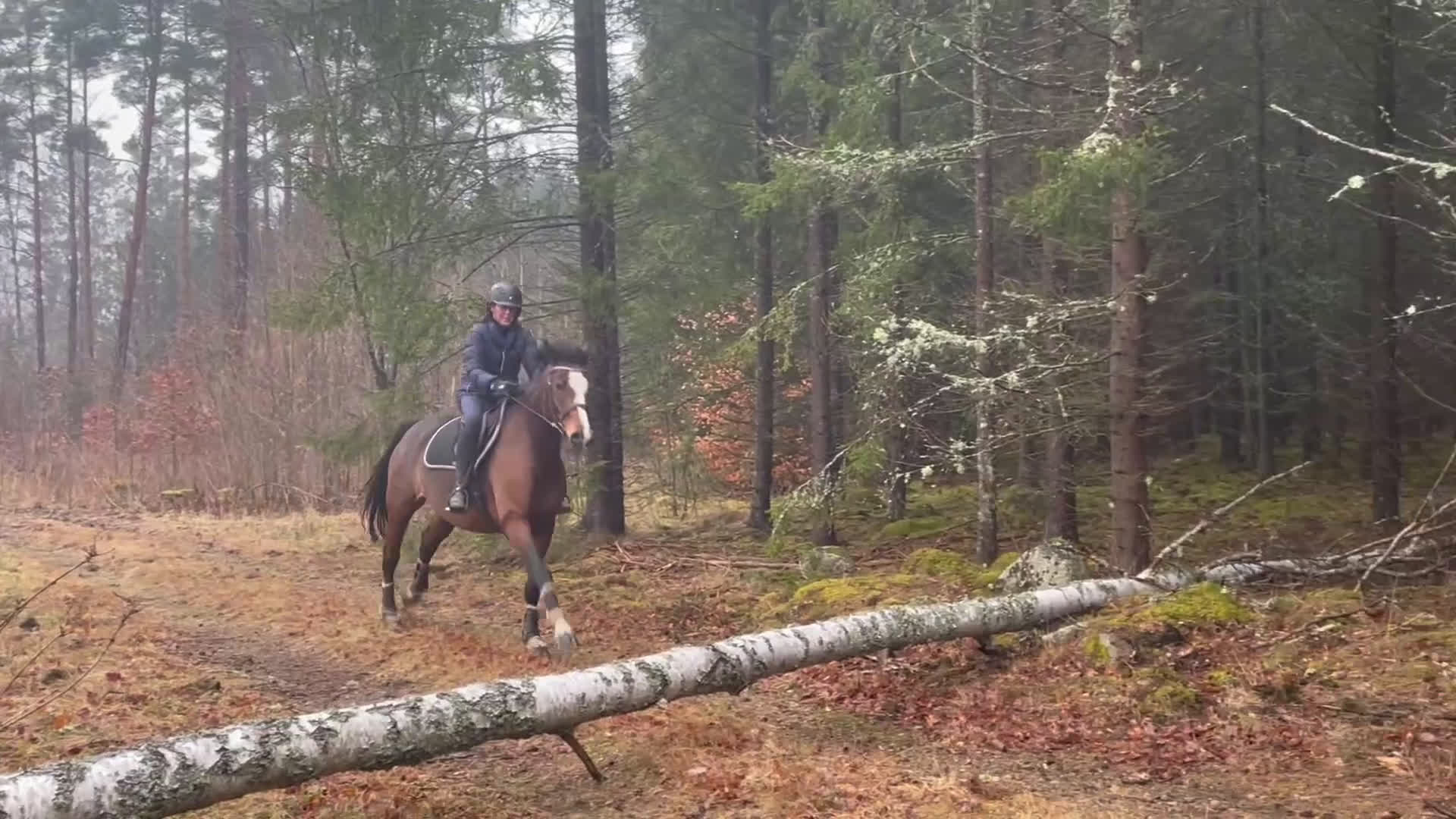 Allround hästar till salu: Wiwa - supermysigt sto - Video 2