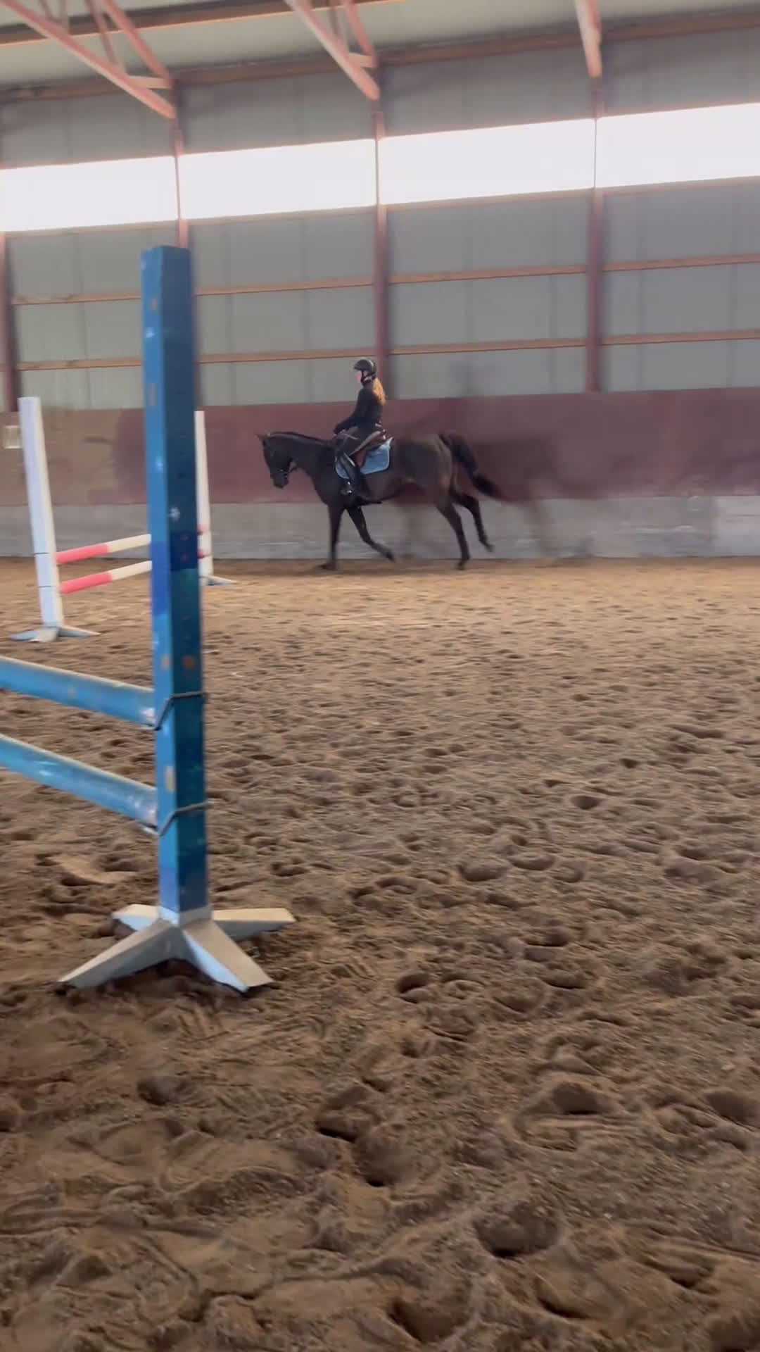 Allround hästar till salu: Lyxig hobbyhäst för dig med tålamod  - Video 2