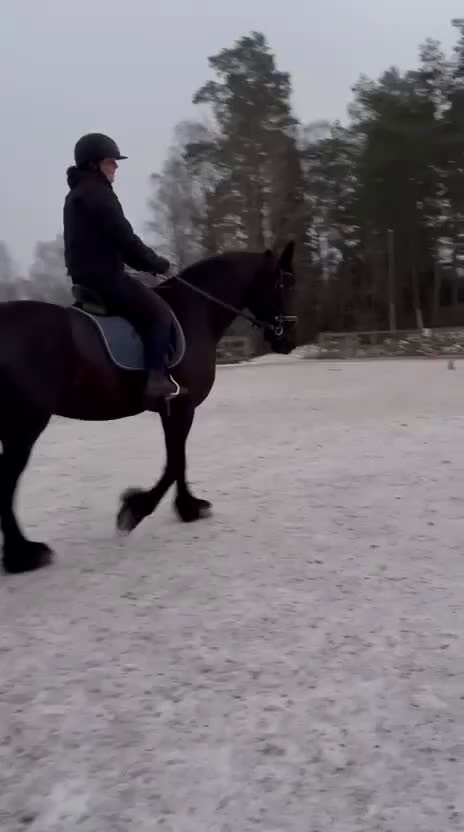  medryttarhäst sökes: Medryttarhäst/skötare sökes i Vagnhärad - Video 1