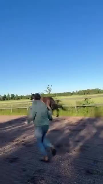 Hoppning hästar till salu: Oslipad pärla - Video 1