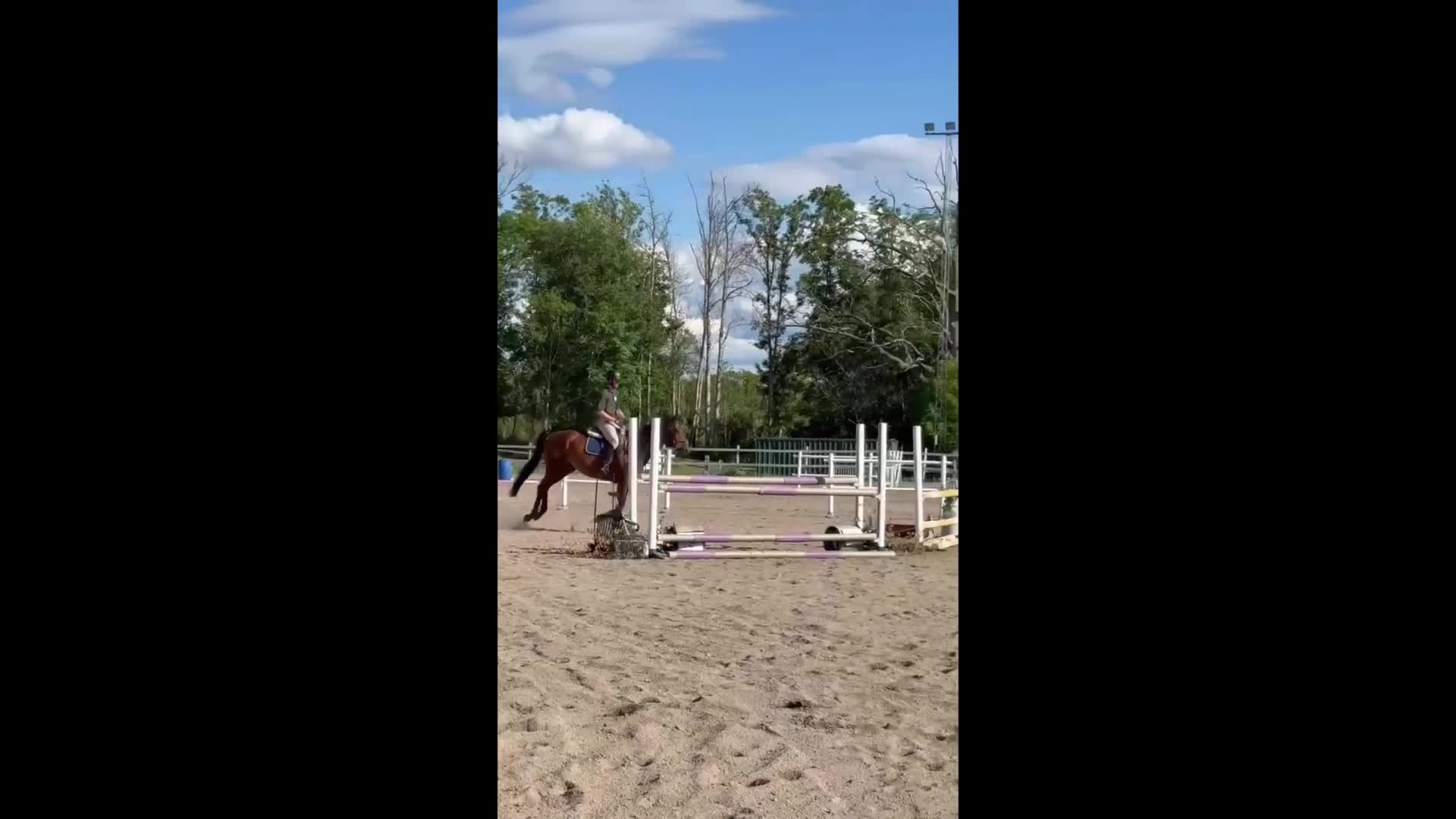 Allround hästar till salu: välridet och energiskt sto i Västerås - Video 4