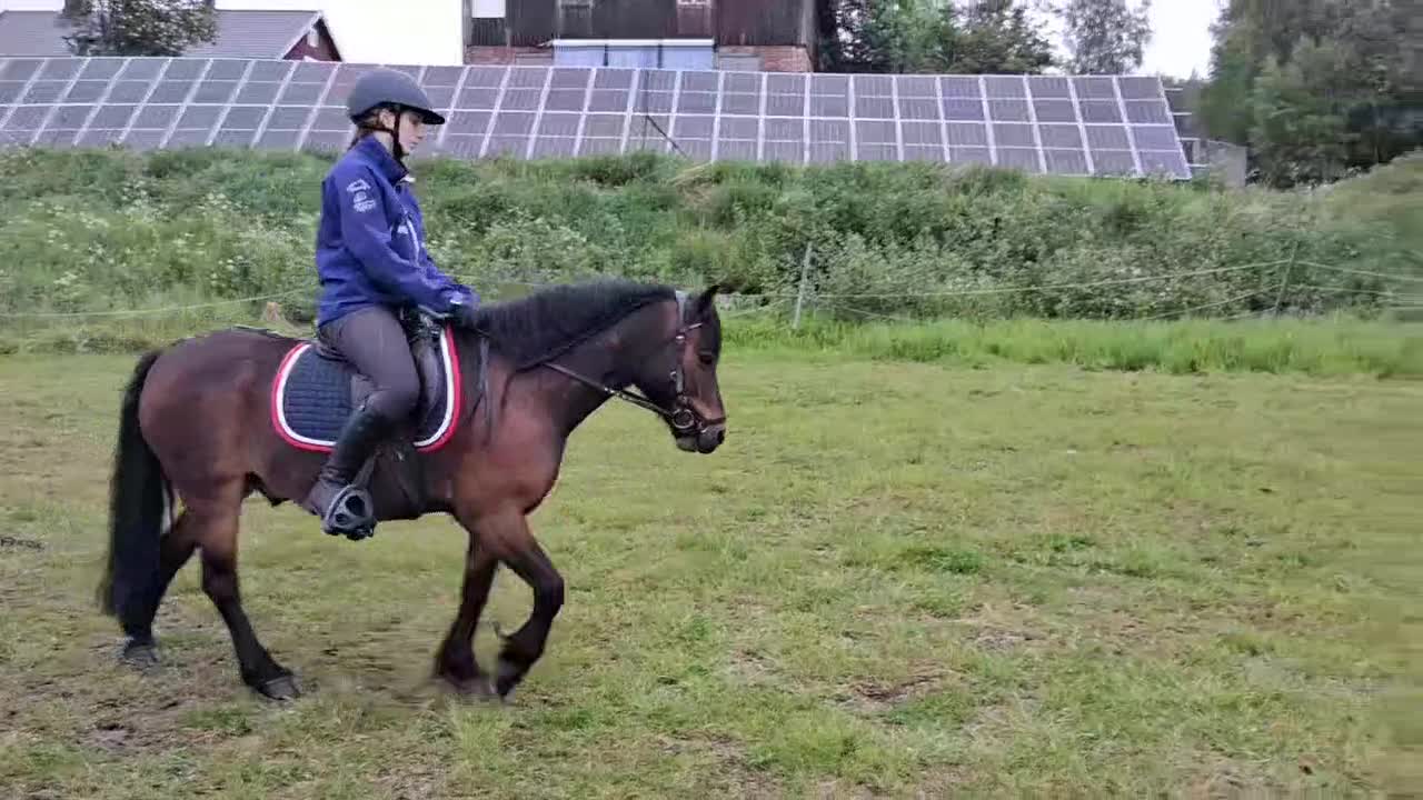 Allround hästar till salu: Drömponny allround delux - Video 3