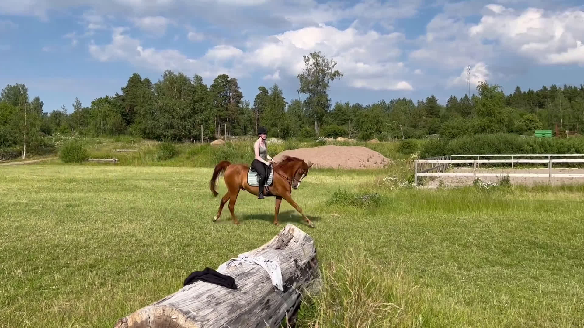 Distans hästar till salu: Personlig herre söker nytt för alltid hem! - Video 1