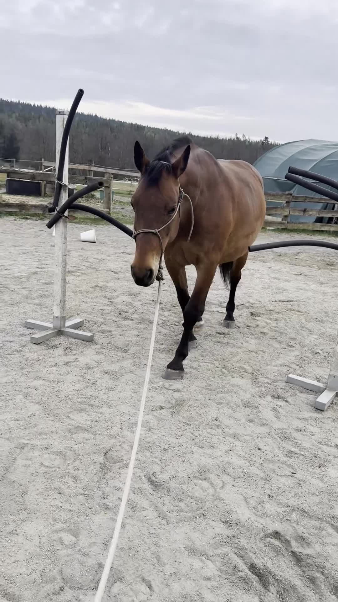 Sällskap hästar till salu: SWB-sto söker nytt hem som sällskap/promenadhäst - Video 2