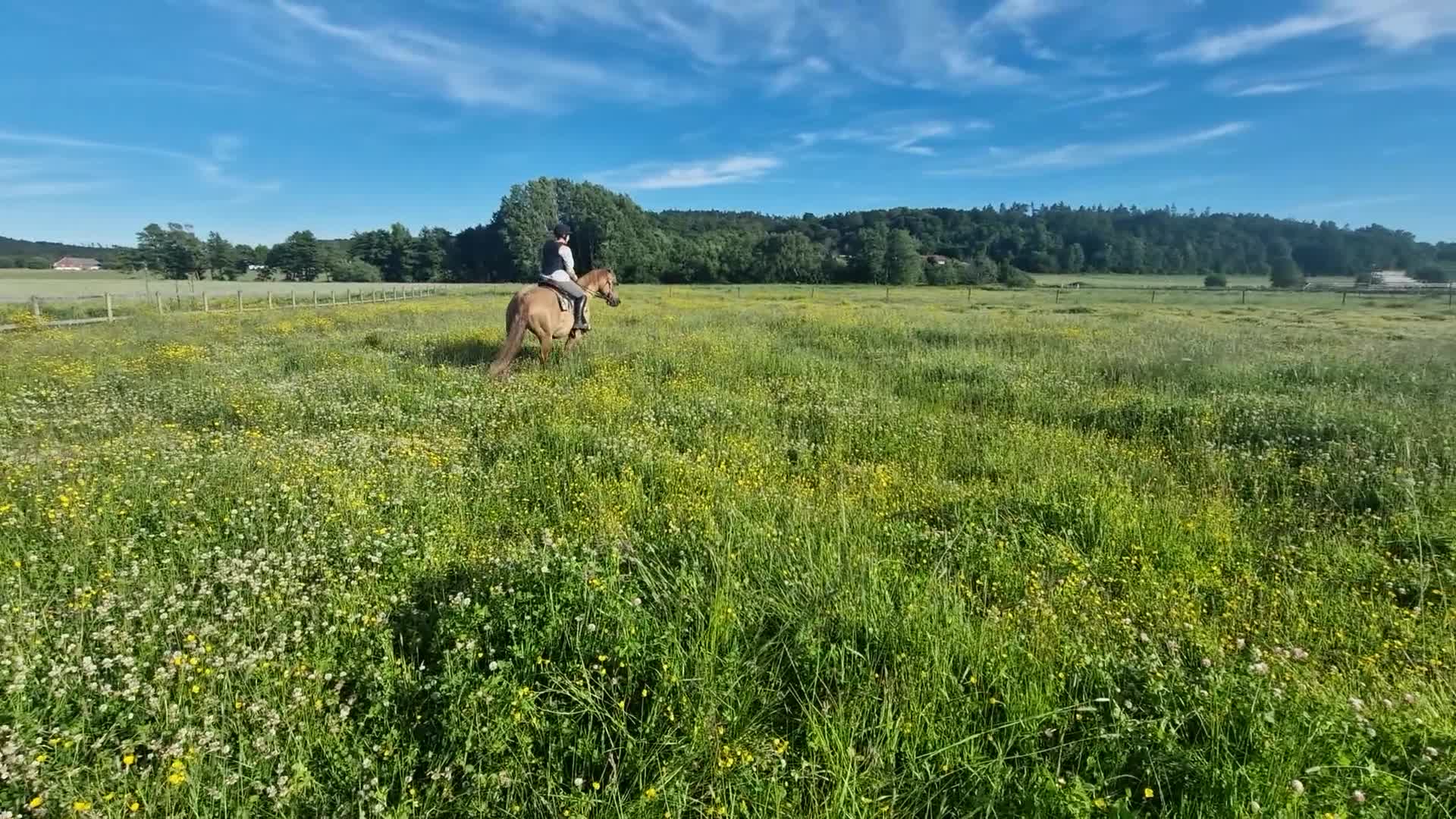 Western hästar till salu: Vackert reiningstammat sto - Video 1