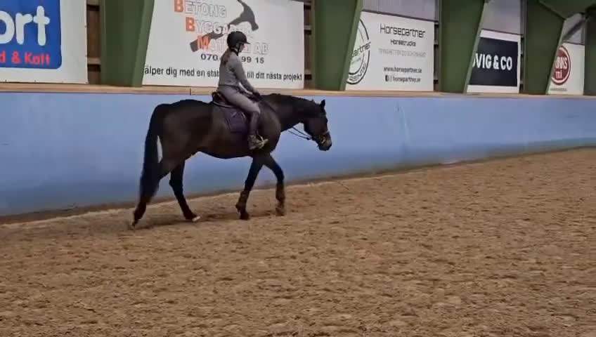 Dressyr hästar till salu: En diamant i Stenstorp - Video 3