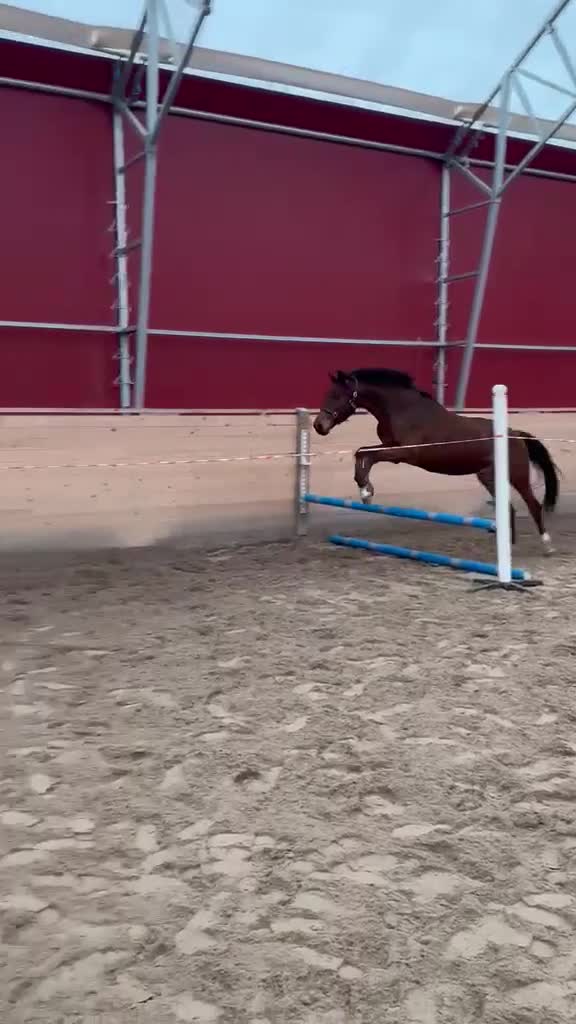 Hoppning hästar till salu: Vacker valack  - Video 3