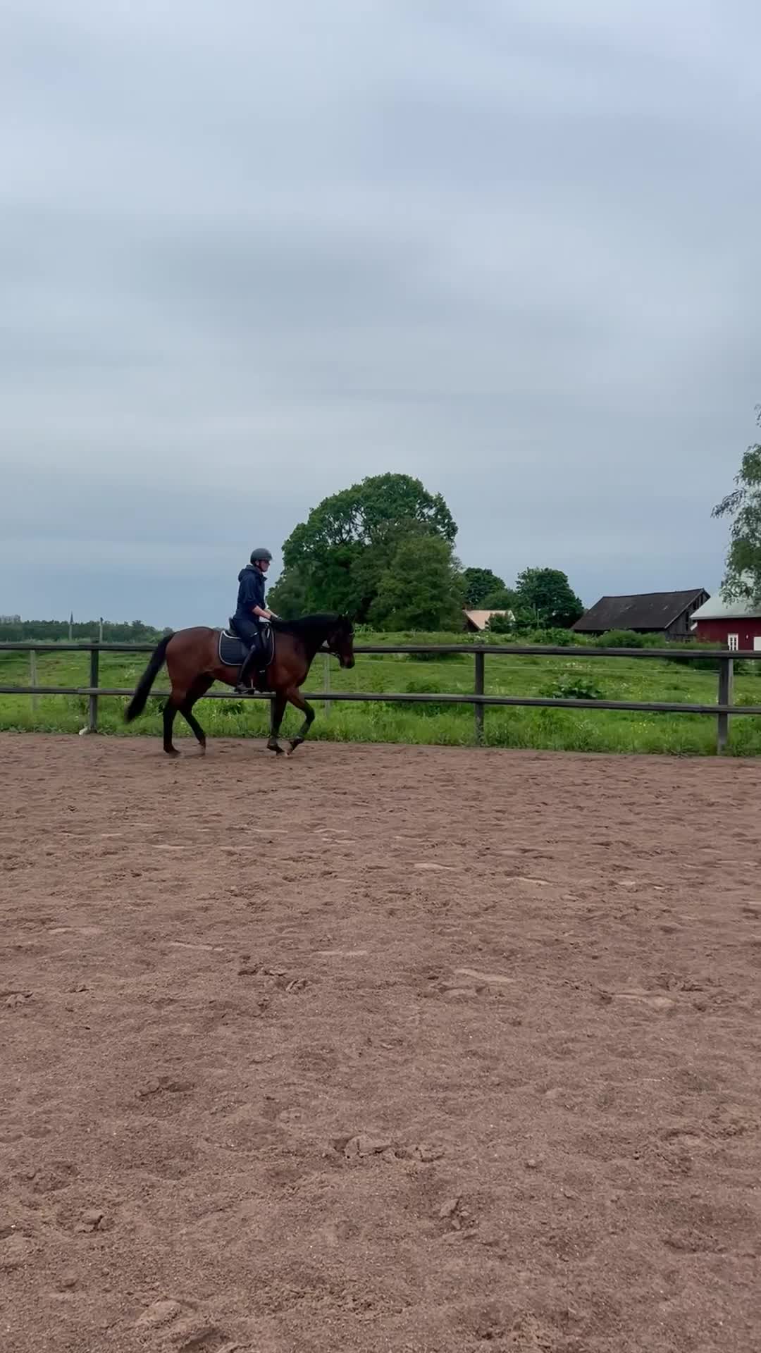 Allround hästar till salu: 🌟Charmig valack söker nytt hem🌟 - Video 1