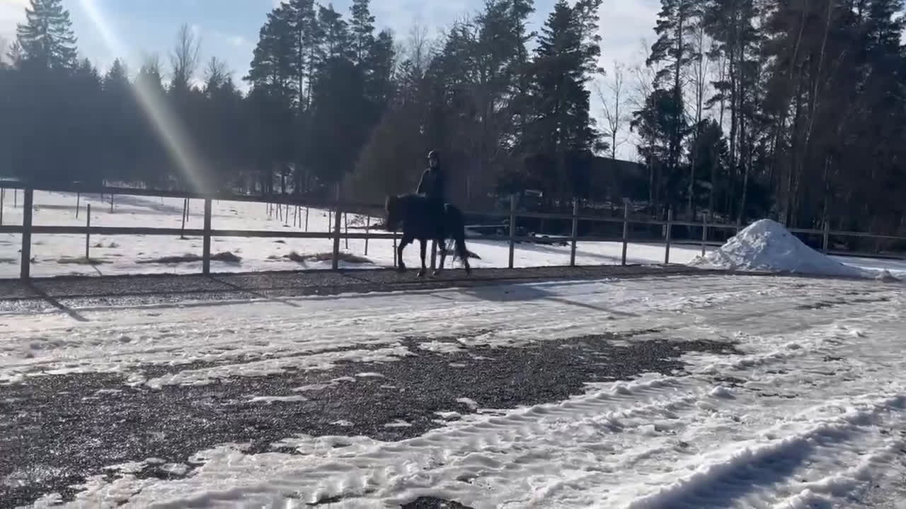 Island hästar till salu: Bedömd femgångsto med bra stam - Video 1