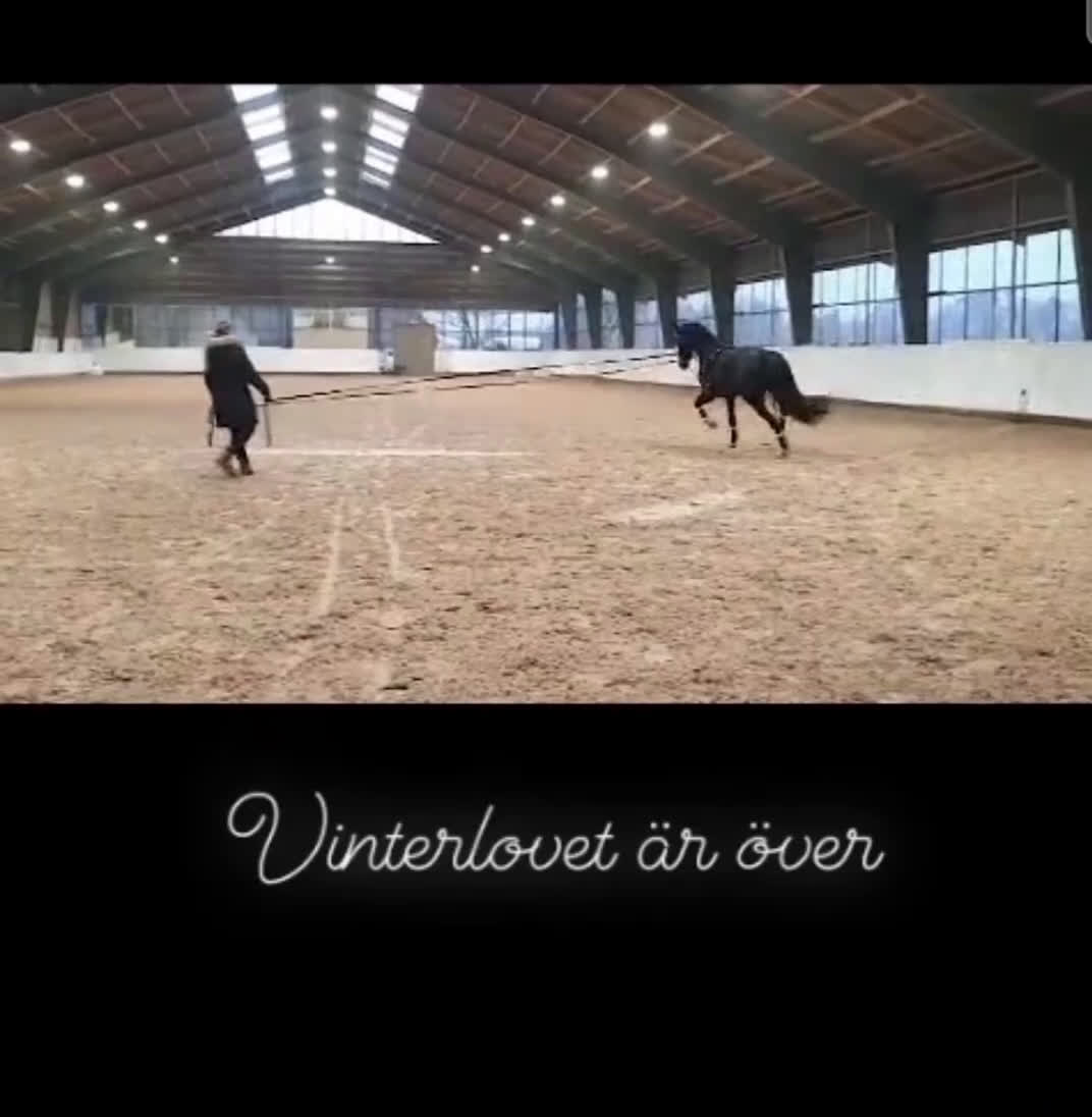 Dressyr hästar till salu: Kvalitet och bra psyke ⭐️ i Göteborg - Video 1