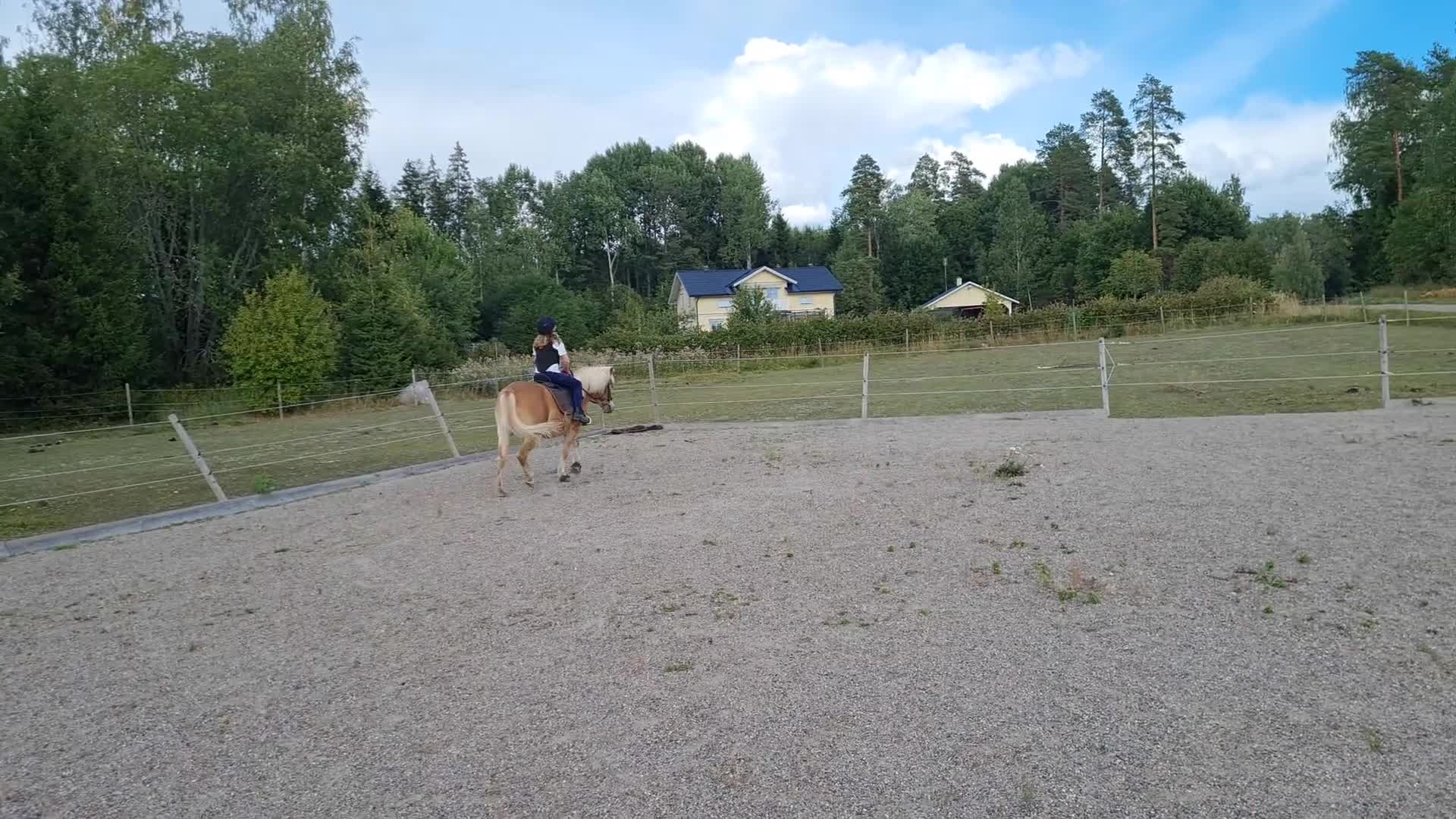 Allround hästar till salu: Jättetrevligt russ sto - Video 3