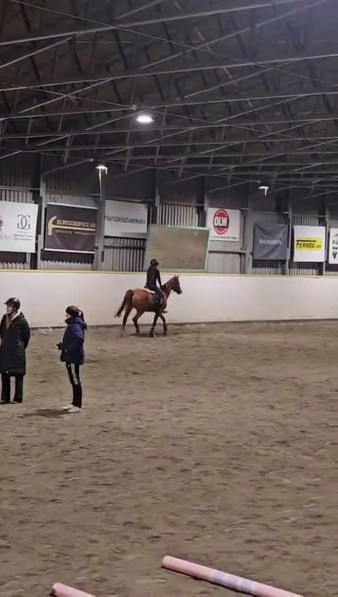 Allround hästar sökes: Söker Medryttarhäst  - Video 1