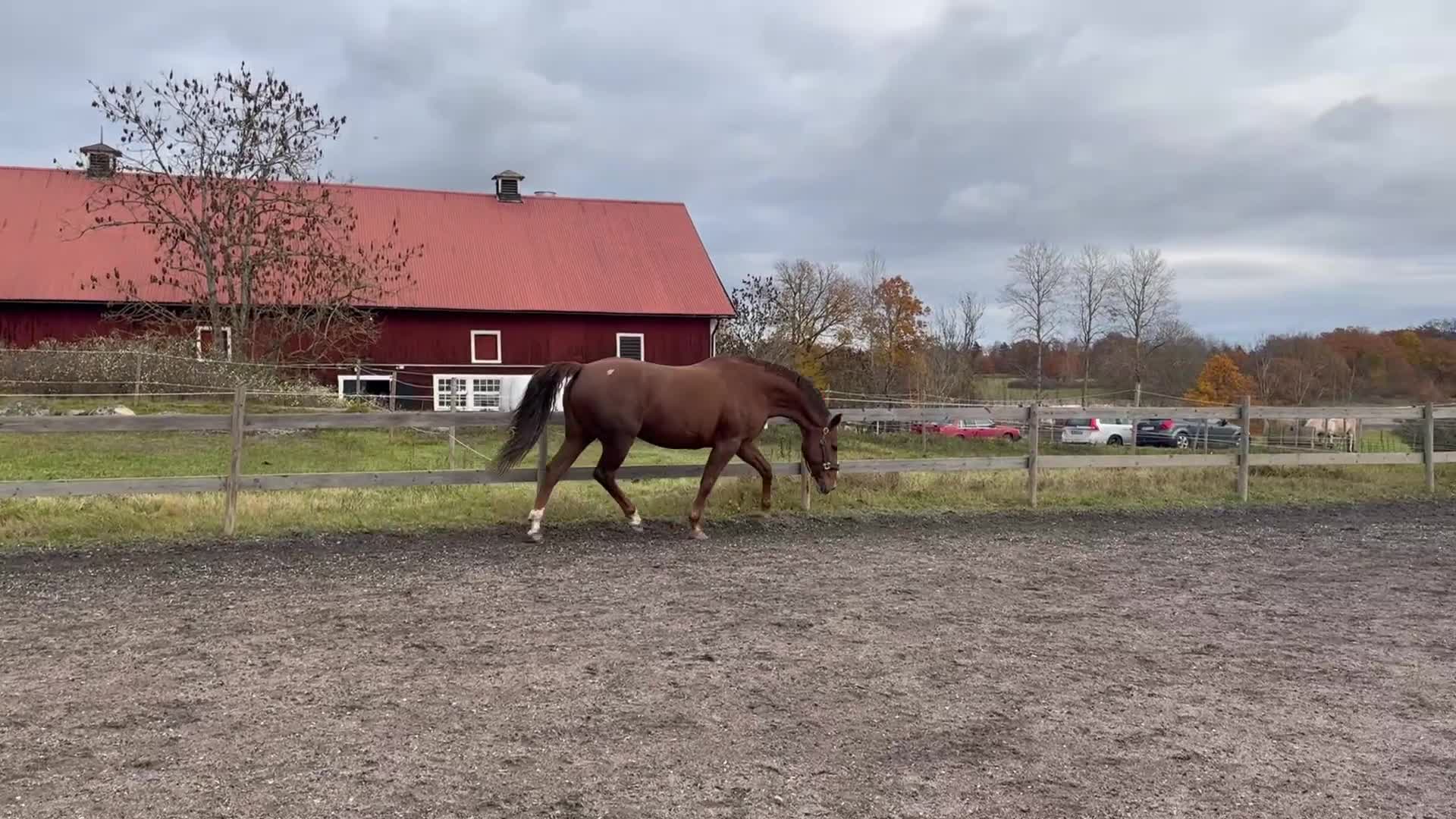 Avelshästar hästar till salu: Hoppstammat sto i Kisa - Video 3