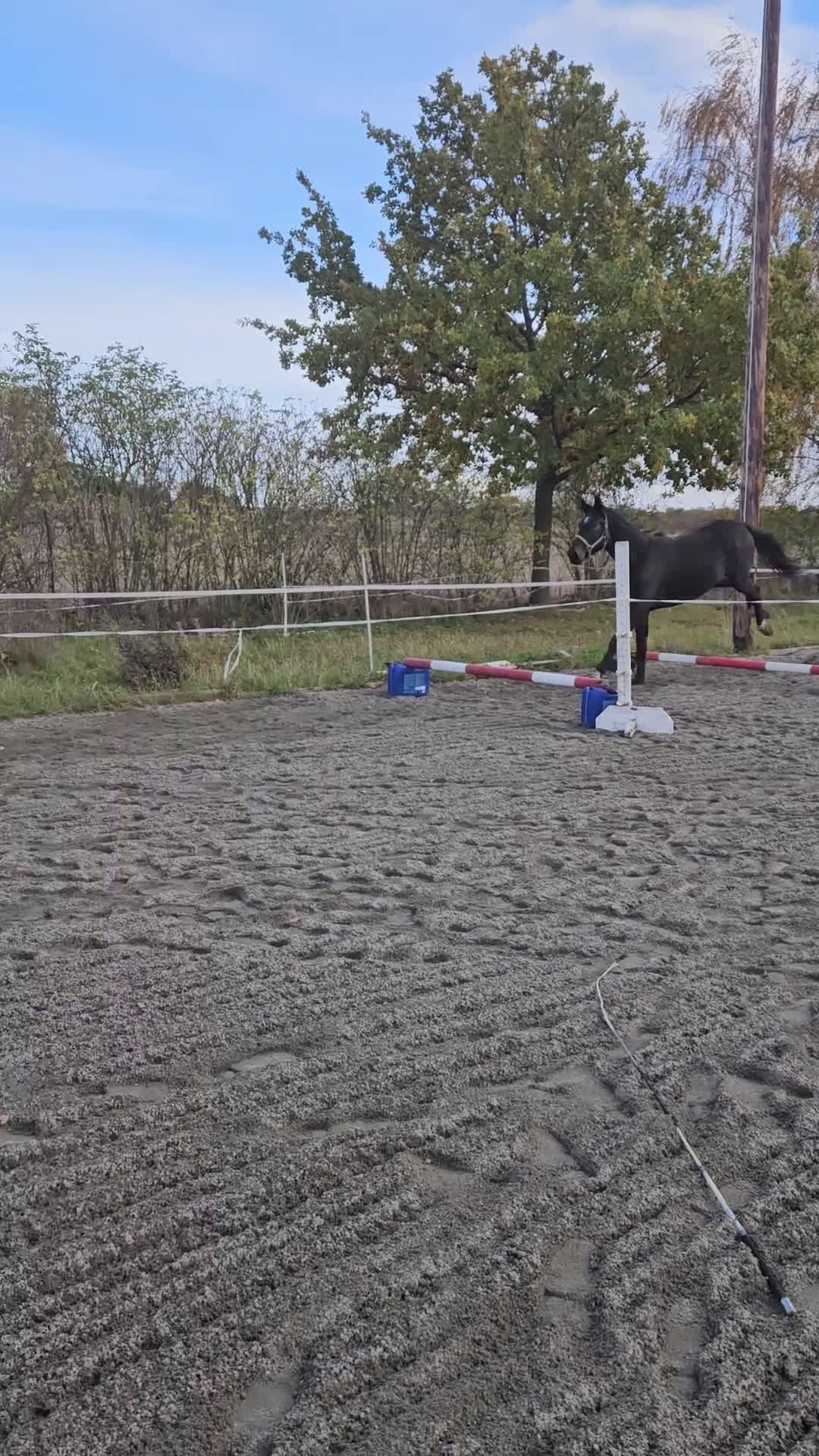 Dressyr hästar till salu: Fint dressyr sto i Söderåkra - Video 2