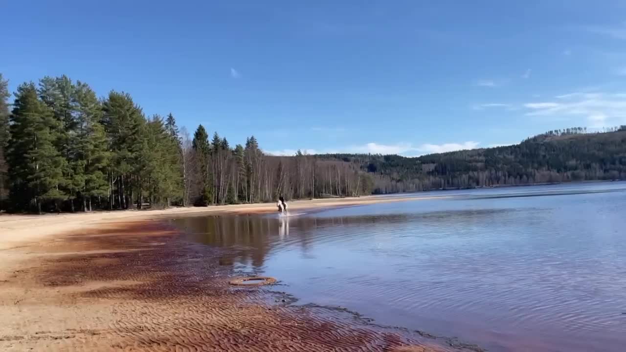 Allround hästar till salu: Snäll läromästare, bästa vän!  - Video 3
