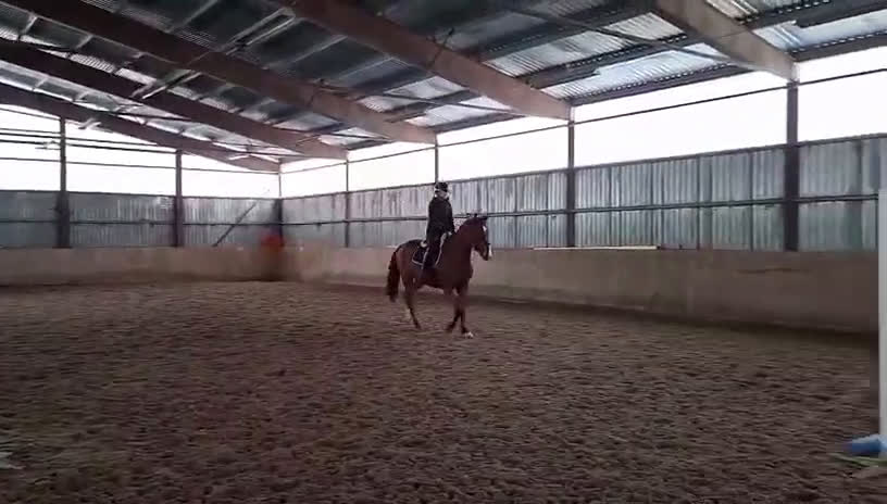 Hoppning hästar till salu: Unghäst med stor potential! - Nabab de reve - Video 4