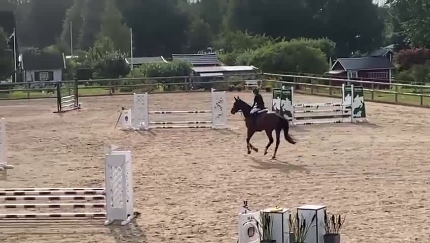 Hoppning hästar till salu: Supersnällt sto med mkt kapacitet i Lidköping - Video 2