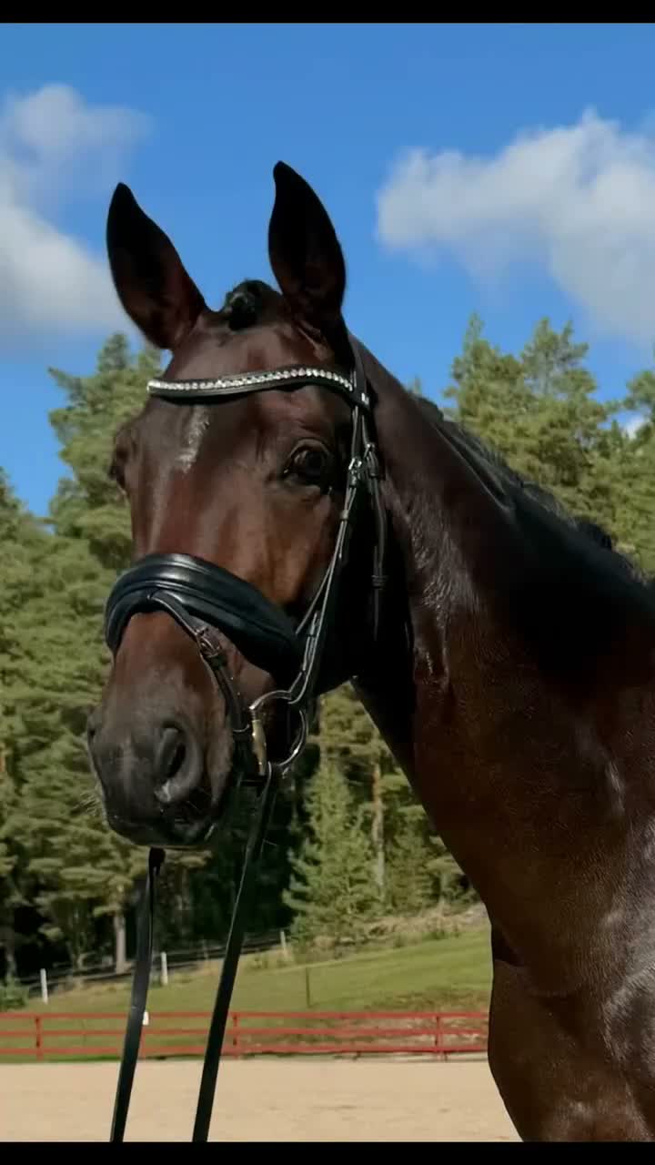 Dressyr hästar till salu: Fantastiskt snällt och ridbart sto - Video 1