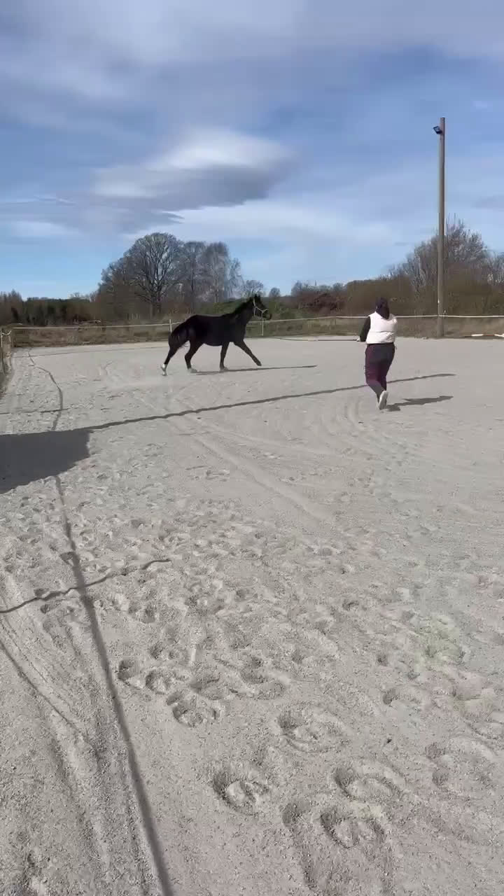 Dressyr hästar till salu: Fint dressyr sto i Söderåkra - Video 1