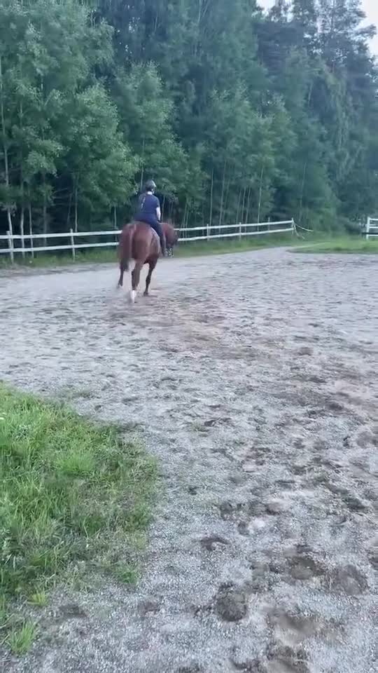 Allround hästar till salu: Vackert fuxsto med otrolig karaktär - Video 1