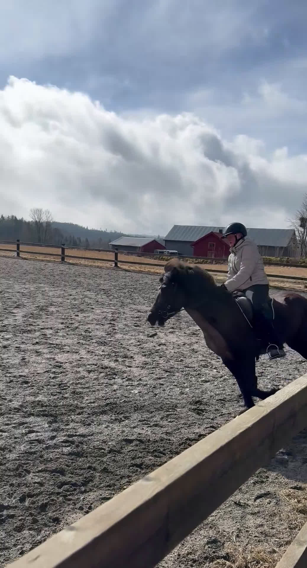 Island hästar till salu: Härligt sto med mycket tölt  - Video 3