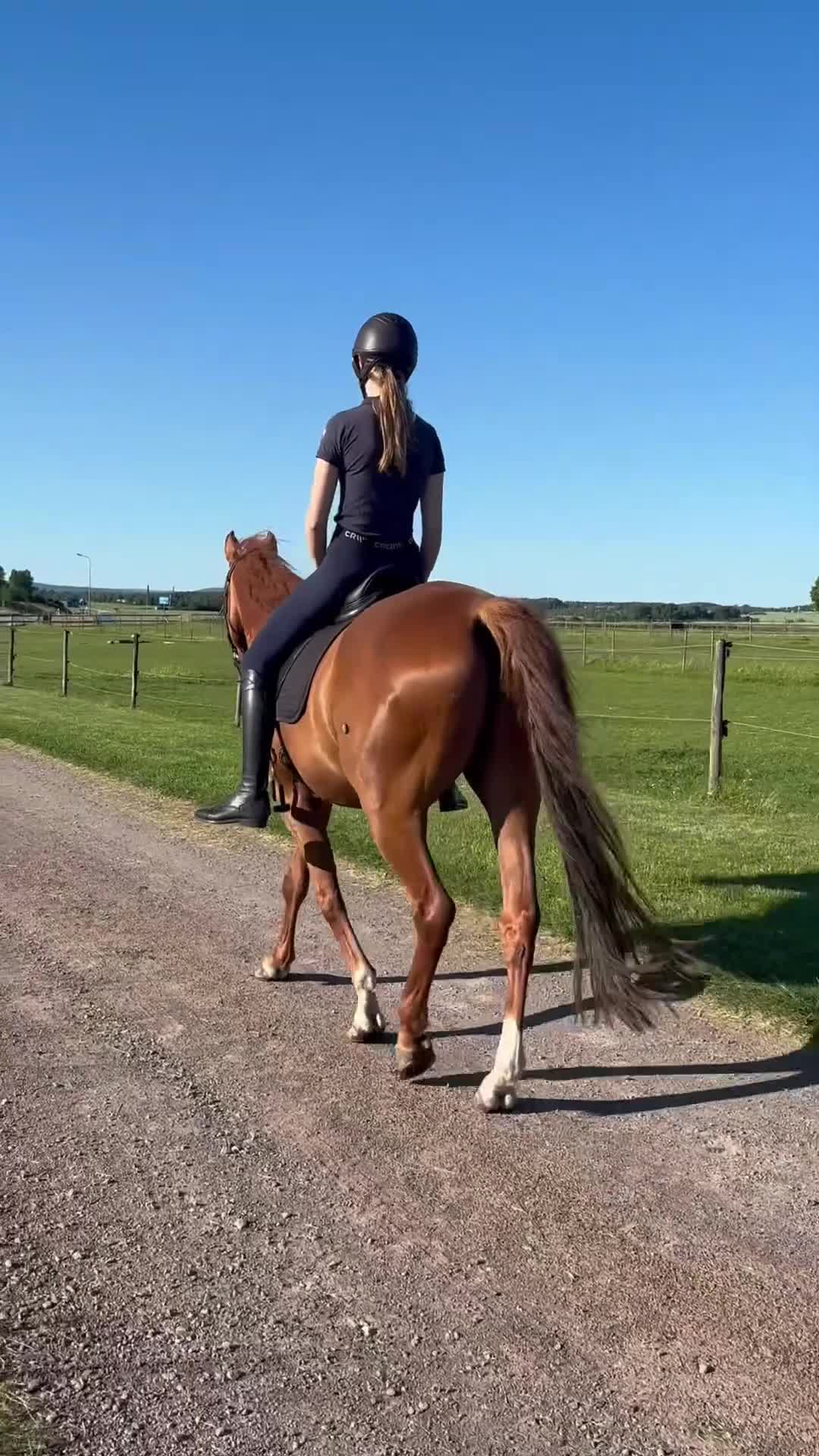 Allround hästar till salu: Ambitiös charmig swb fuxvalack - Video 3