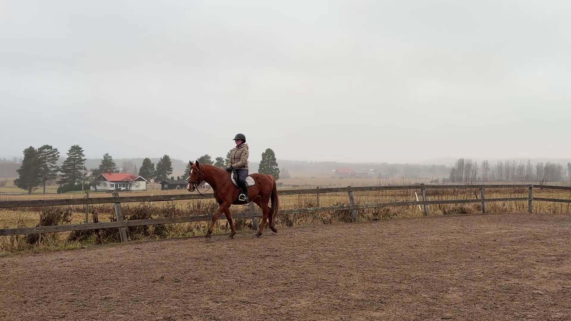 Dressyr hästar till salu: Lovande framtida dressyrämne i Sunne - Video 2