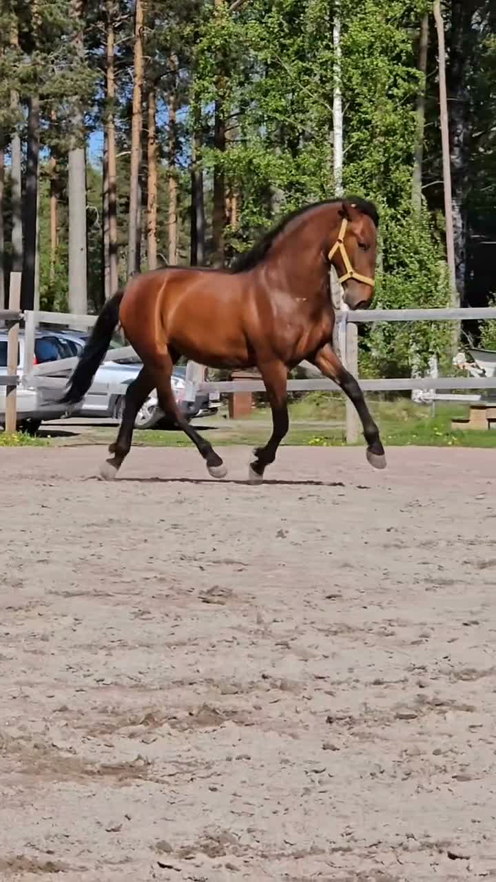 Dressyr hästar till salu: Unghingst med otrolig gång - Video 2
