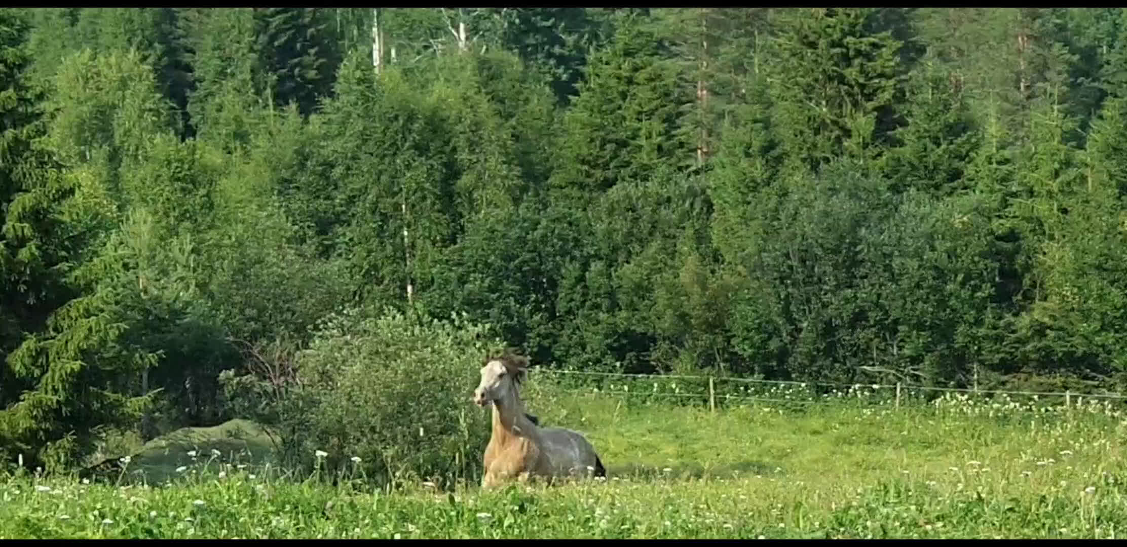 Allround hästar till salu: *Reserverad* Elegant Welsh Cob Stoföl i Hoting - Video 1