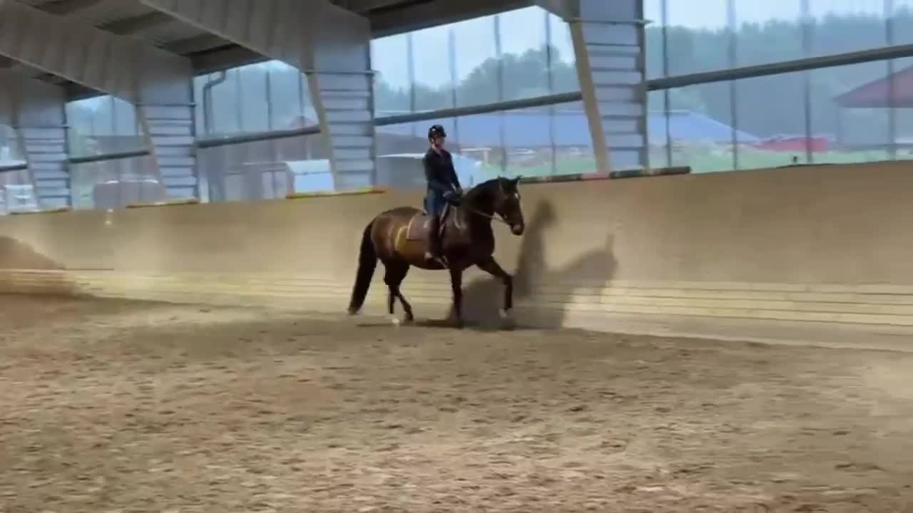 Dressyr hästar till salu: Sto med stor potential - Video 1