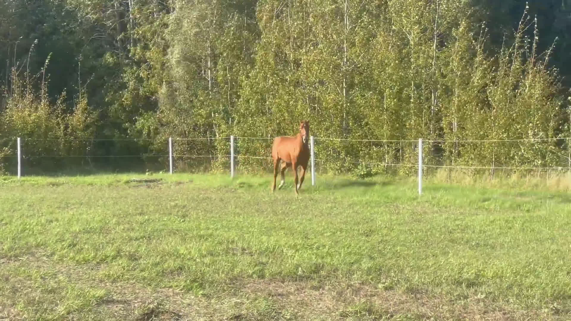 Dressyr hästar till salu: Lovande dressyrämne med toppstam! i Visby - Video 2