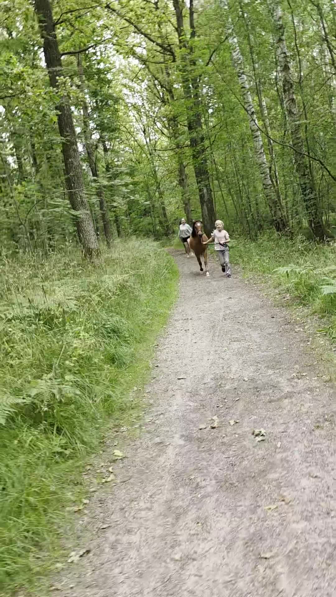 Allround hästar till salu: Välhanterad 1åring Bponny - Video 2