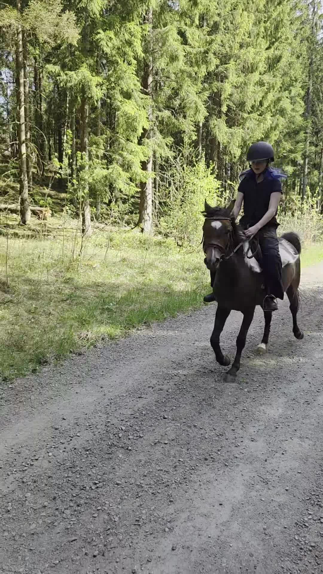 Allround hästar till salu: Fin welshponny  - Video 1
