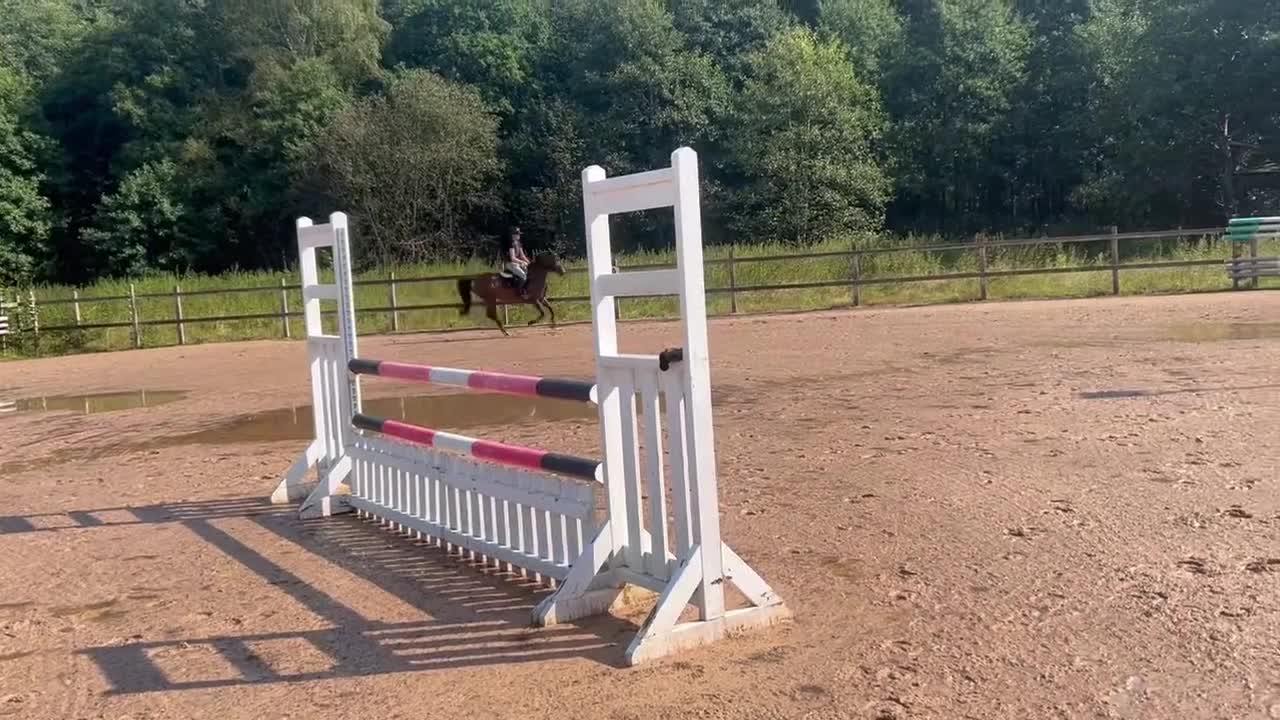 Hoppning hästar till salu: Toppstammad kvalitetsponny - Video 1