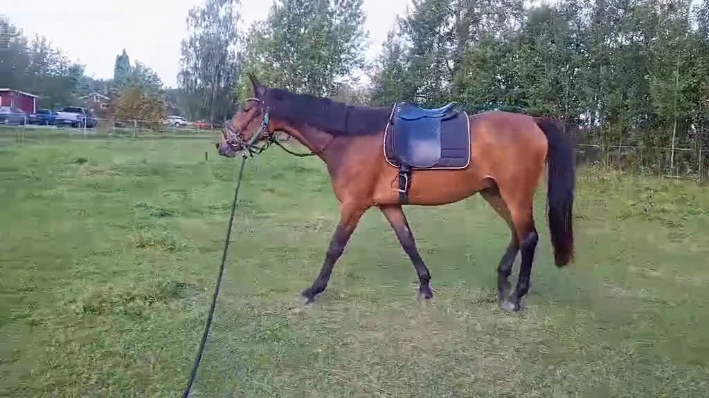 Allround hästar till salu: Hoppämne!  i Vingåker - Video 1