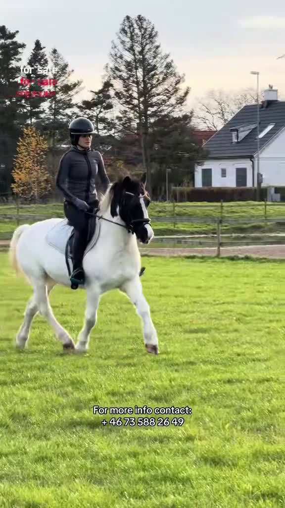 Allround hästar till salu: Buddy- charmig Cponny med mod & personlighet! i Saxtorp - Video 5